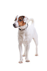 Image showing Jack Russel Terrier dog portrait