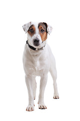 Image showing Jack Russel Terrier dog portrait