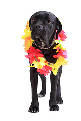 Image showing Cane Corso purebred dog