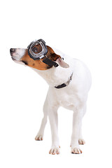 Image showing Jack Russel Terrier dog portrait