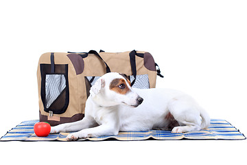 Image showing Jack Russel Terrier with a carrying bag