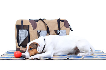 Image showing Jack Russel Terrier with a carrying bag