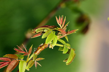 Image showing emerging buds