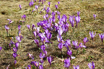 Image showing mountain flowers