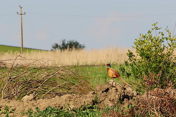 Image showing pheasant in the field
