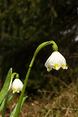 Image showing snowdrop after the rain
