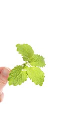 Image showing Lemon Balm in Hand