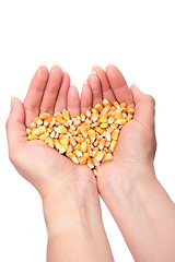 Image showing Yellow Corn in hand