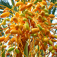 Image showing Date palm tree with dates