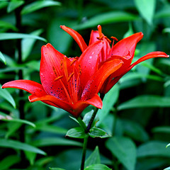 Image showing beautiful red lily 