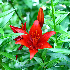 Image showing  beautiful red lily