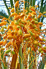 Image showing Date palm tree with dates