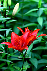 Image showing  beautiful red lily