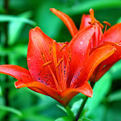 Image showing  beautiful red lily