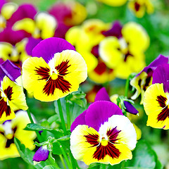 Image showing  Colorful Pansy Flowers in Spring