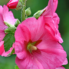 Image showing Pink malva Silvestris. Mallows