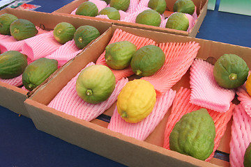 Image showing Jewish citrons display