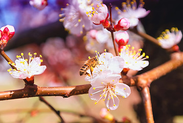 Image showing Flowering Tree Apricot and Bee Spring colorful background