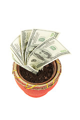 Image showing Money tree 