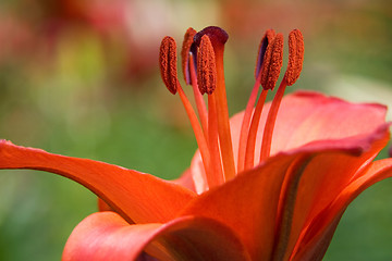 Image showing Red Lily