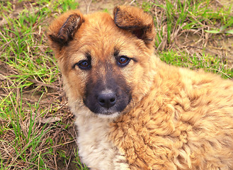 Image showing Puppy brown Cute on grass