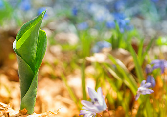 Image showing Spring Fresh sprout grass growing