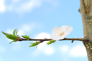 Image showing Flower Apricot tree on branch white