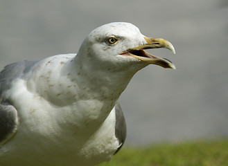 Image showing Seagull