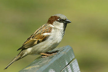 Image showing House sparrow