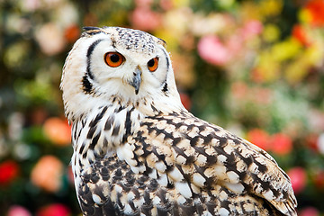 Image showing Rock Eagle Owl II