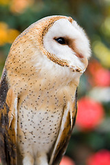 Image showing Barn Owl II