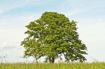 Image showing oak in spring