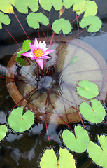 Image showing Water lilly