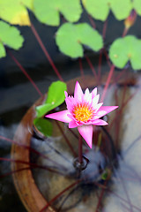 Image showing Water lilly