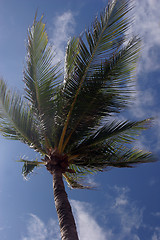 Image showing Palm tree