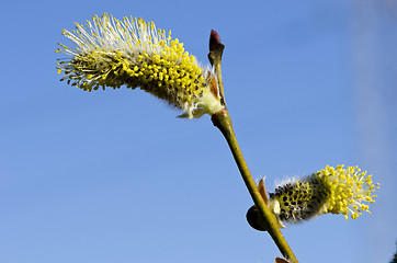 Image showing Closeup macro spring kittens goat willow sky 