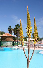 Image showing Aloe Vera Pool