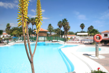 Image showing Aloe Pool 1