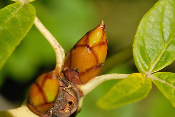 Image showing Leaf Buds