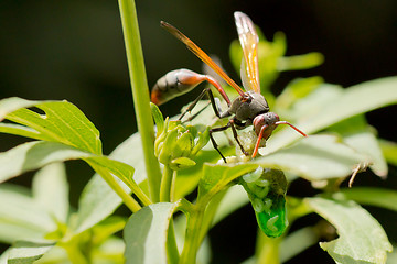 Image showing A wasp having a meal