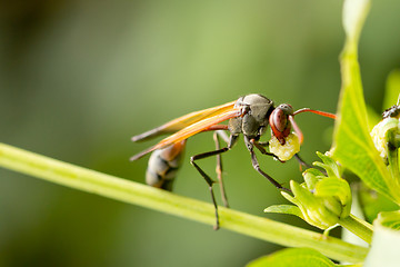 Image showing A wasp having a meal