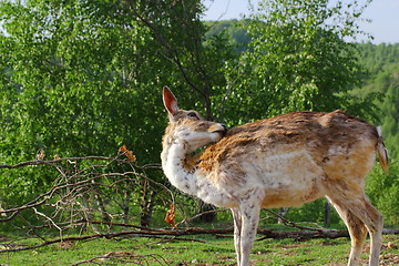 Image showing fallow deer doe