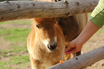 Image showing goat eating carrot