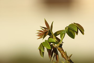 Image showing walnut tree buds