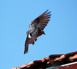 Image showing landing pigeon