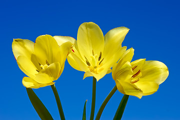 Image showing Tulips against dark blue sky