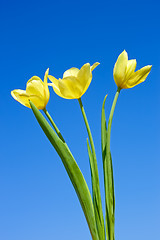 Image showing Yellow tulips