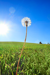 Image showing Dandelion