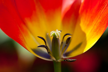 Image showing red tulip close-up