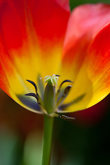 Image showing tulip